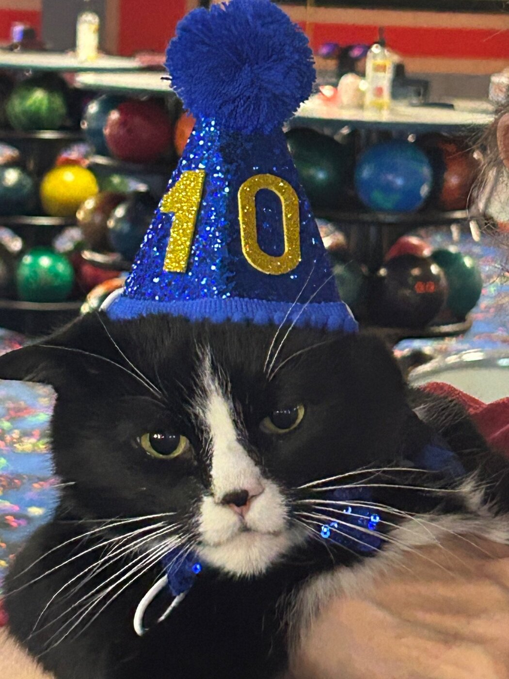 Bumper the cat wearing a '10' birthday party hat