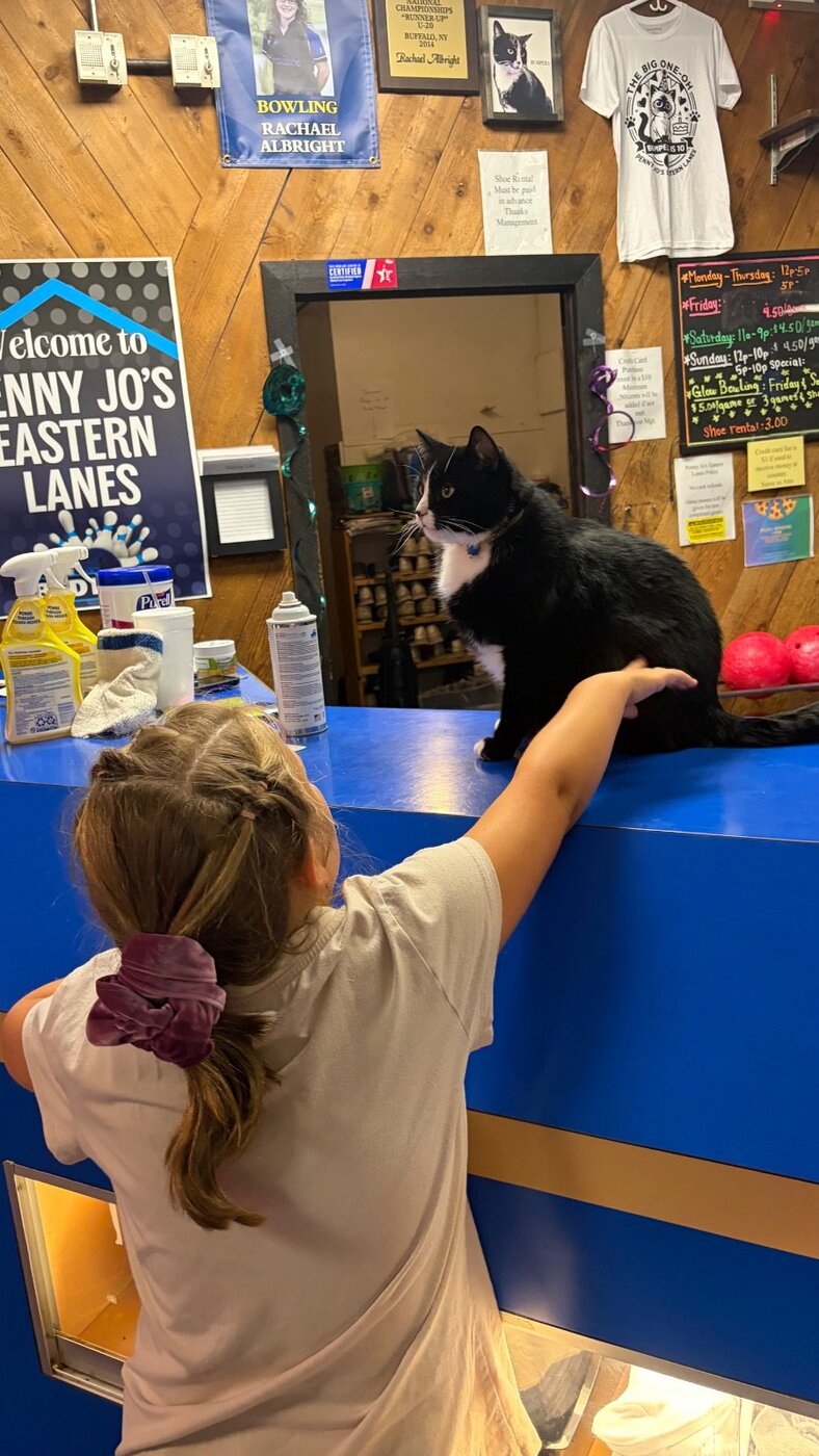 Reaching out to Bumper the cat at the welcome counter